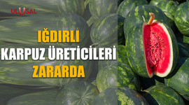 Iğdırlı karpuz üreticileri zararda